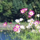 곰배령 길목에서 이미지