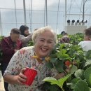 문수종합사회복지관 | 딸기 향 가득한 봄나들이... 문수종합사회복지관 ‘오작교2’ 체험활동