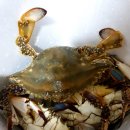 여미꽃게장 이미지