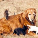 야옹이와 멍멍이 이미지