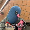 샐러드컬쳐