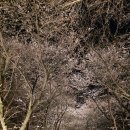 진천군 농다리 | 진천 농다리 벚꽃길 후기｜주차 꿀팁 + 개화 상황 (2026년 4월기준)