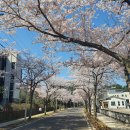 한라전설(주) | 제주도 벚꽃 명소리스트⎟늦은 개화 시기, 만개 예상일