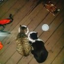 쫄랭쫄랭 이미지