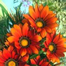 가자니아 이미지