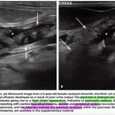 Feline abdominal ultrasonography_ What’s normal What’s abnormal_ pancreas 이미지