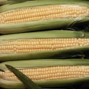 솔솔바람 이미지