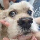 신일산동물병원 이미지