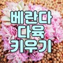 해보와다육이