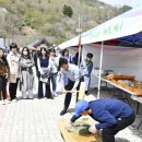 논개골 낭만 벚꽃축제 이미지
