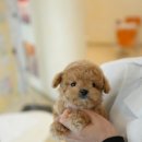 대구강아지분양 퍼피얌 이미지