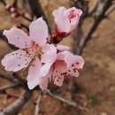 복사꽃공원 이미지