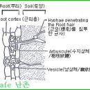 한국춘란과 균근균(菌根菌-mycorrhiza)09/뿌리와 내생균근균(內生菌根菌)02(한난이338) 이미지