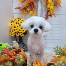 하트애견미용실 이미지