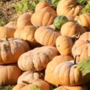 호박 | 쌍수호박즙 산후붓기 황금이네 호박즙후기