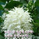 금송약국 이미지