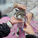 지에스(GS)25대구진천점 | [대구 고양이 미용] 뽀솜뽀솜 / 원장님이 고양이를 사랑하시는게 느껴지는 미용실