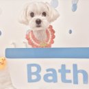 보들하이 이미지