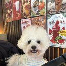 감일백제중학교 | 감일동 카페 애견동반 오삼공일퍼센트 내돈내산 후기! (주차가능, 강아지 동반, 딸기라떼, 쌍화차 한상...