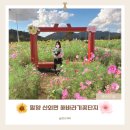 해바라기 | 밀양 산외면 해바라기 꽃단지 축제 산책 후기