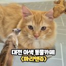 묘 미 앤 | “대전 둔산동 이색 데이트! 실내 동물카페 ‘마리앤쥬’ 솔직후기”
