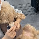 킹스그룸이미용전문학원 | 더그룸애견미용학원 청주애견미용학원