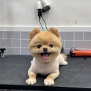 크리스타일 이미지