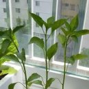 고추 모종 심는시기에 맞춰 베란다 키우기 이미지