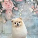 블랑펫
