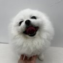 재키애견 이미지