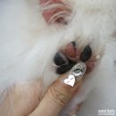 조원 동물병원 | 수원동물병원 강아지검진 및 예방접종 조원동물병원 방문후기 :)