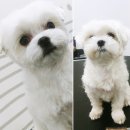 나리펫살롱 이미지