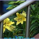 상모리-21 이미지