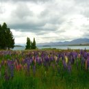 루핀꽃이 아름다운 뉴질랜드의 데카포 호수 이미지