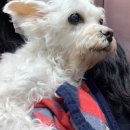 제갈견 동물병원 이미지