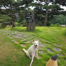 용인애견운동장 테일45 대형견 프라이빗 A존 대관 후기