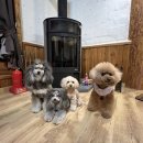 비안단테 이미지