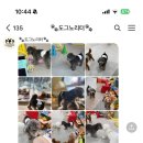 도그노리터 이미지