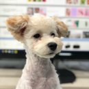 어바웃도그 이미지