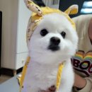 동양족발 경산점 | 경산족발맛집 동양족발 시지점에서 포장해서 먹었어요!