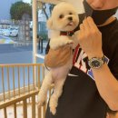 몽실몽실 애견미용 이미지