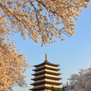 황금조명 네이버블로그