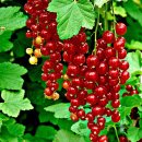 레드 커런트 존커 반 테츠- Jonkheer Van Tets 이미지