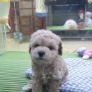 멈머샵 Daum카페