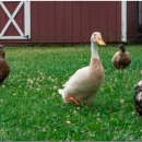 닭오리의 꿈 이미지