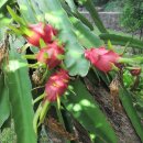 용과(피타야-pitaya, dragon fruit) -08 이미지