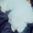 서울동물심장병원 이미지