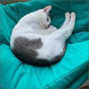 이루동물병원 | 청라동물병원 몽이, 치아흡수성병변과 신부전 치료 이야기