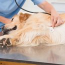 경북반려동물장례식장 이미지