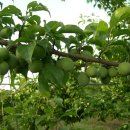 소망농장 이미지